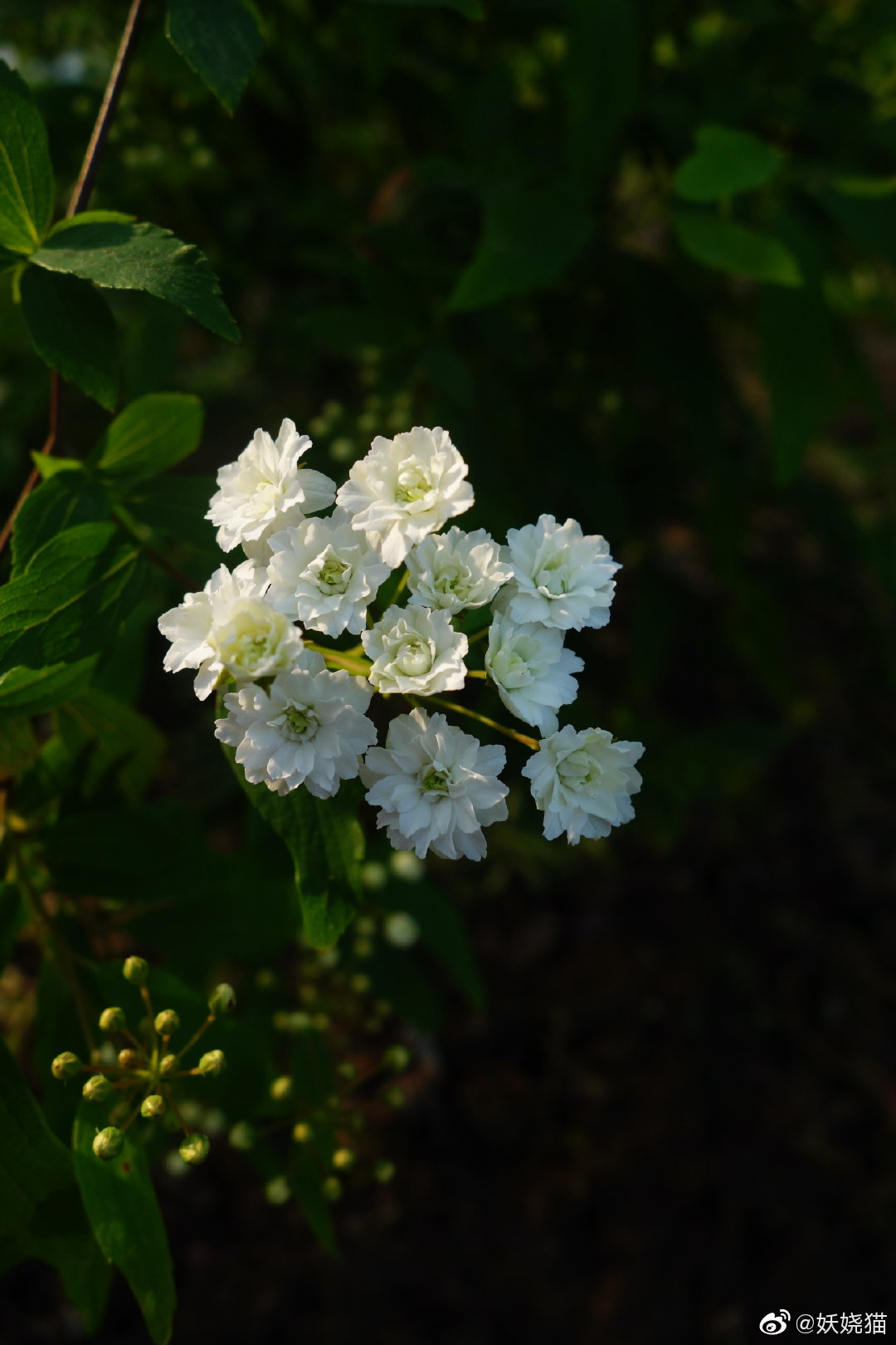 植物园漫记·重瓣麻叶绣线菊