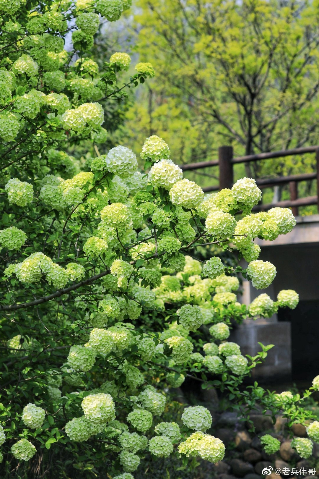 清明将至,湖州梁希森林公园的中华木绣球如约而至……__财经头条