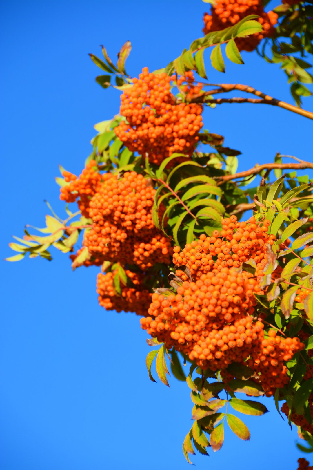 果实累累花楸果,原创拍摄_新浪新闻