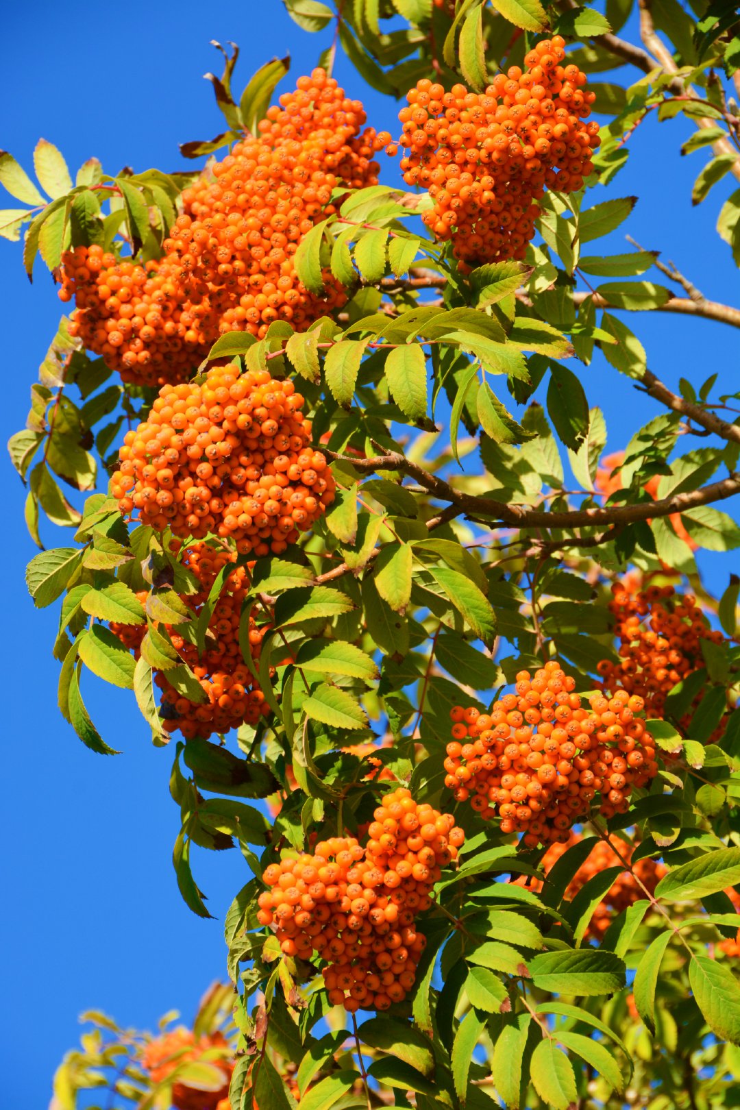 果实累累花楸果,原创拍摄_新浪新闻