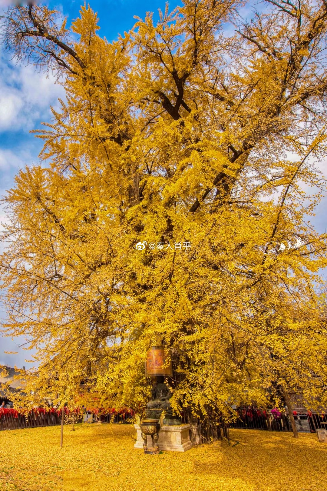 坐落于终南山下古观音禅寺内的"千年银杏树"是西安秋天不容错过的美景