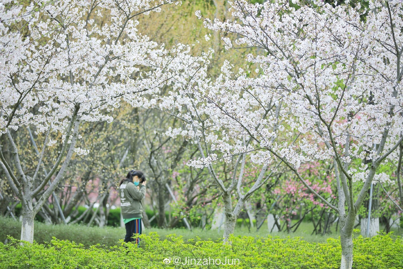 苏州仙樱湖公园樱花节图片