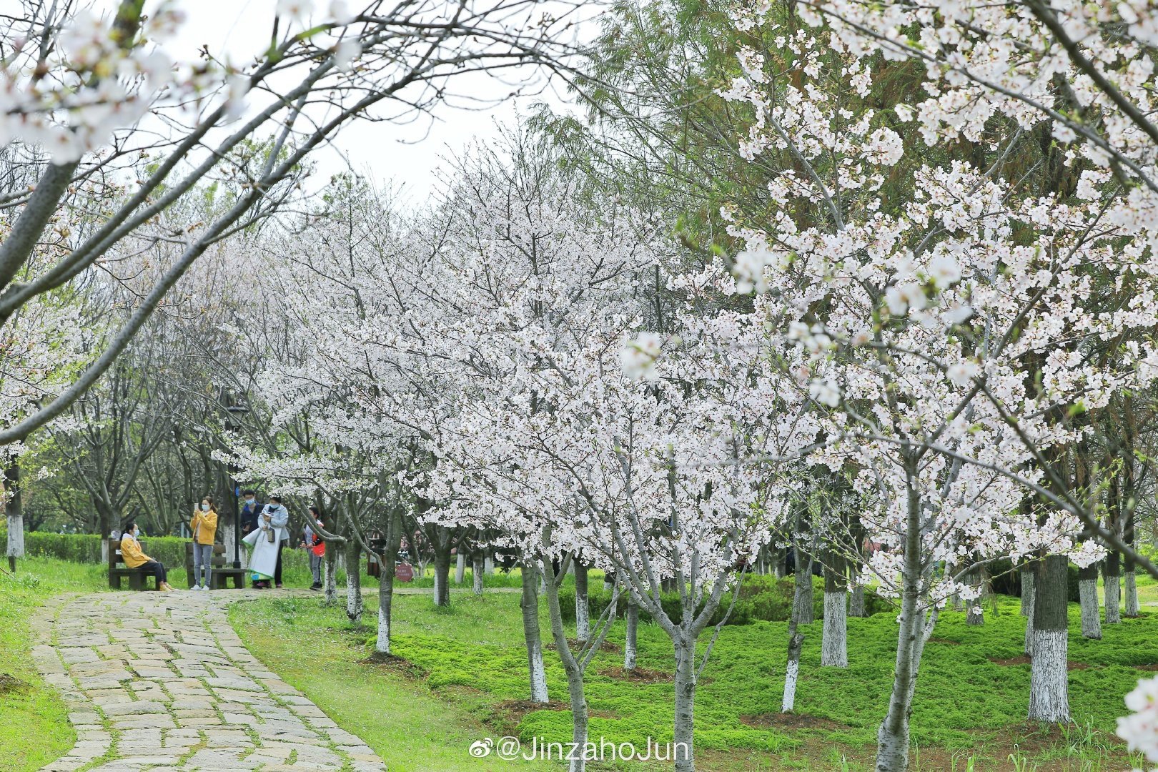 苏州仙樱湖公园樱花节图片