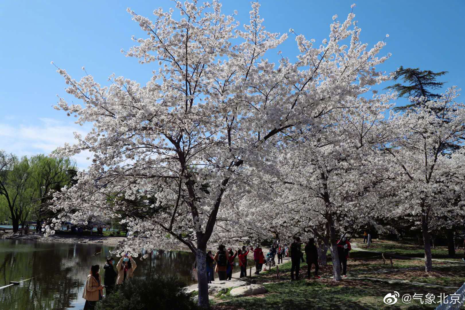 玉渊潭早樱盛放图苓儿