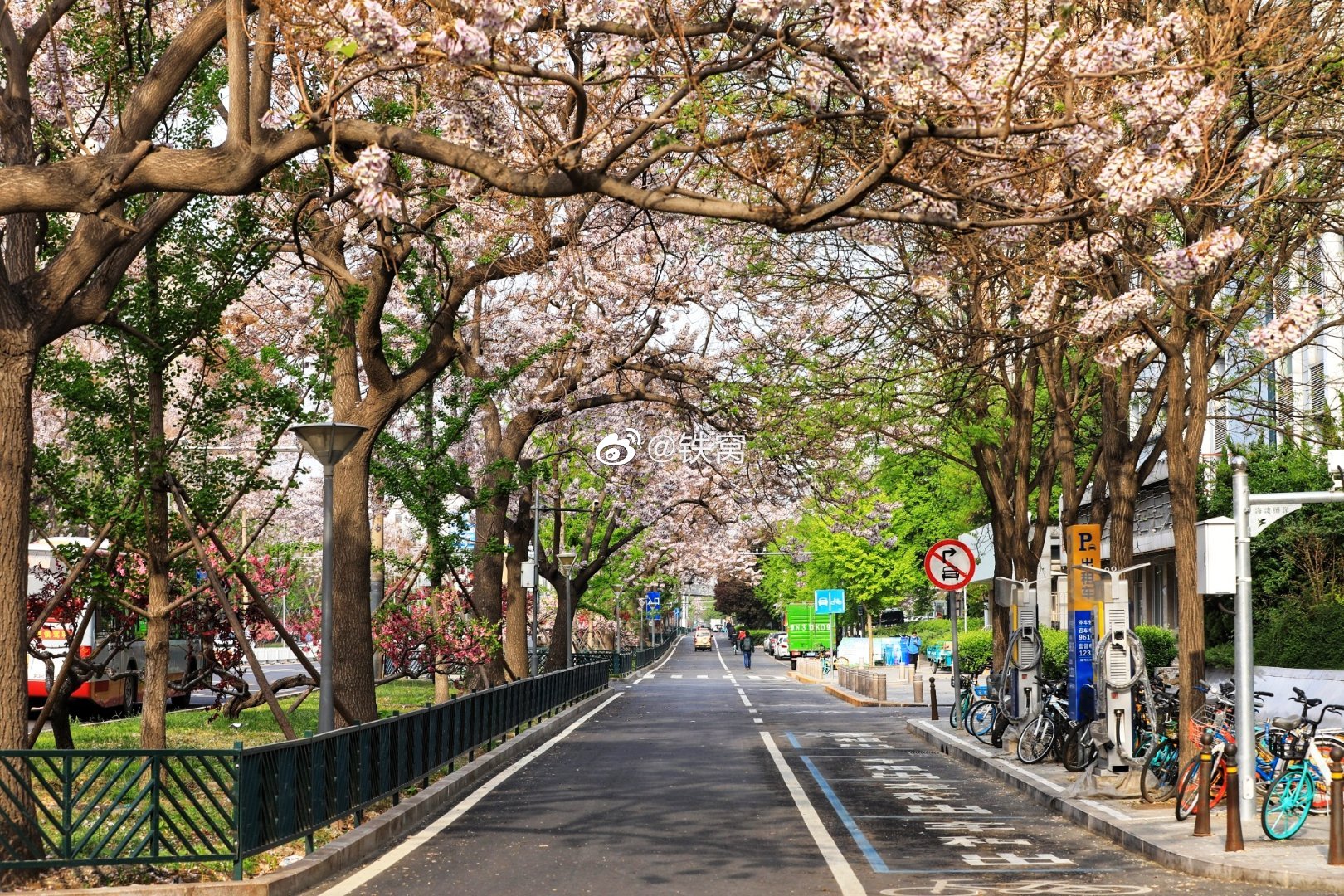 车公庄大街两侧的梧桐树花