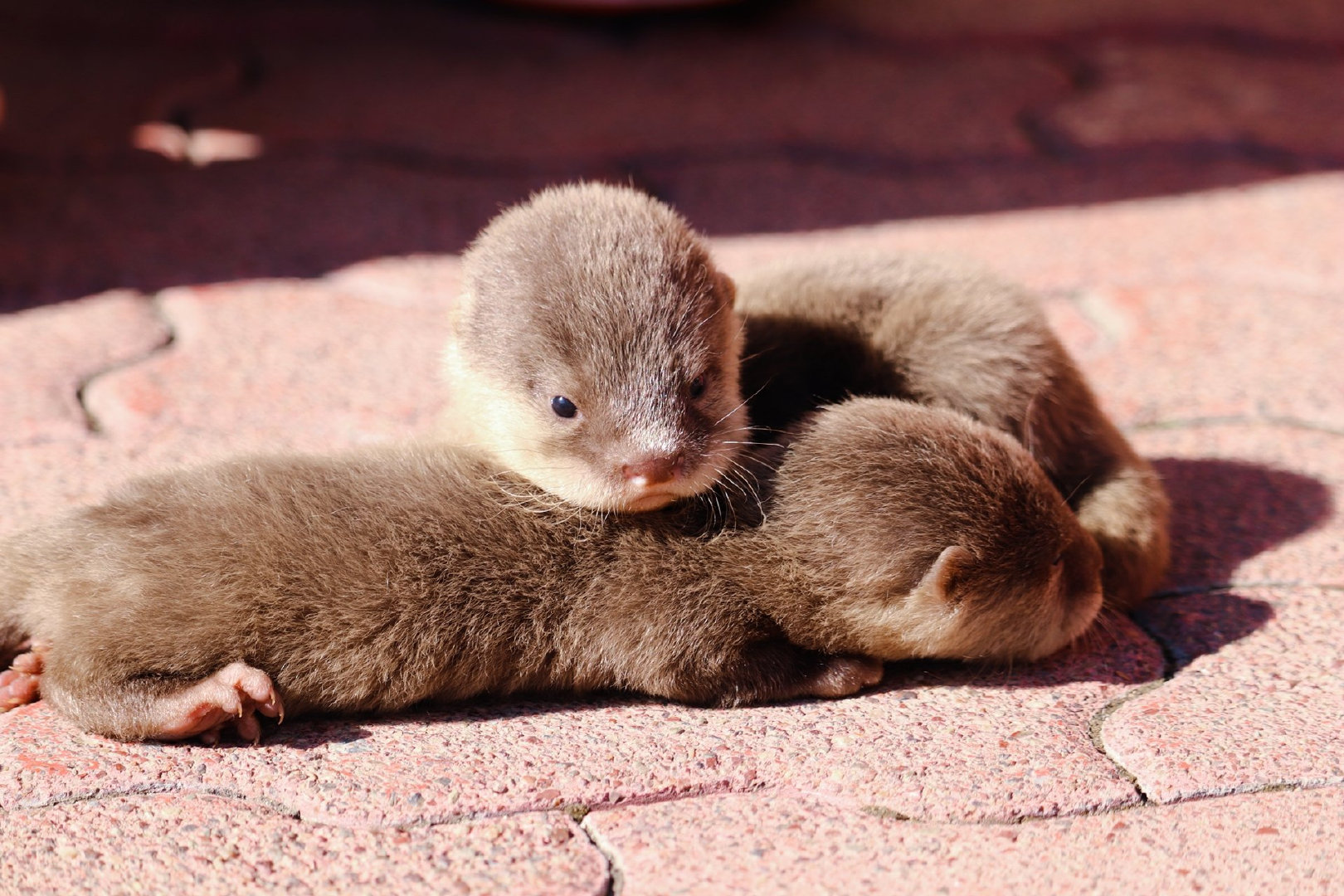 日本桂滨水族馆刚出生的水獭幼崽_高清图集_新浪网