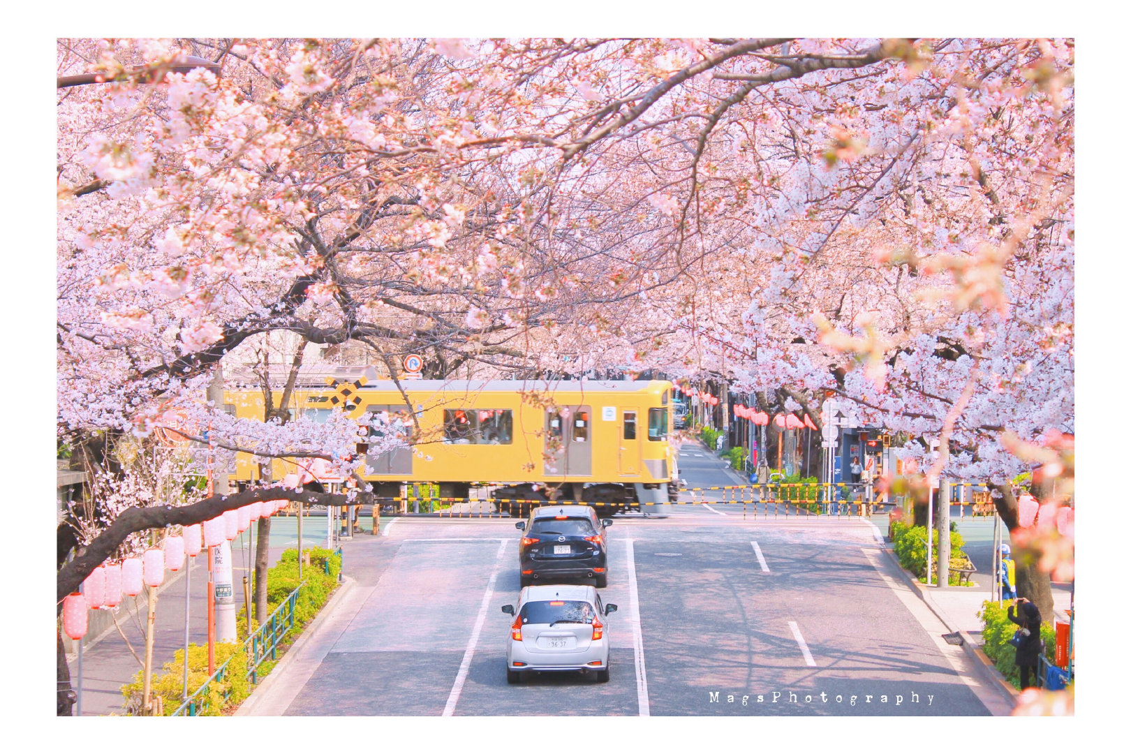 奥运之城北京和东京都有列车花海哦