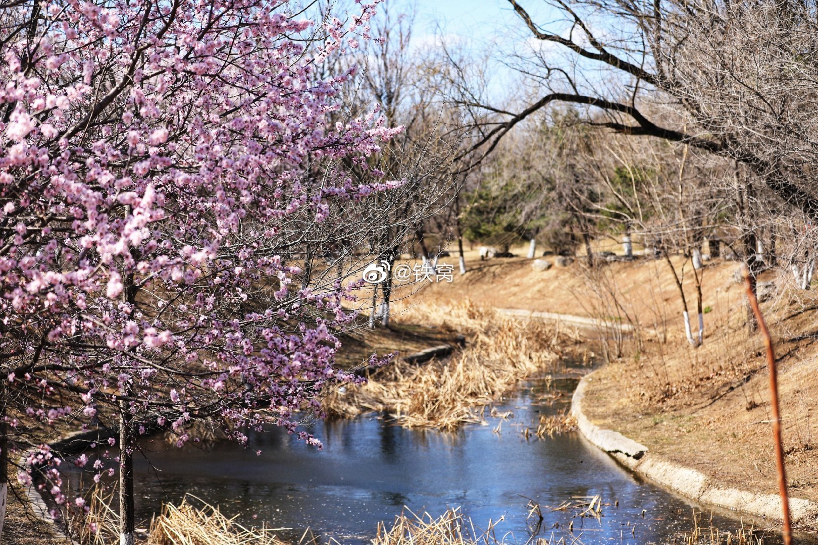 奥森北园桃花园