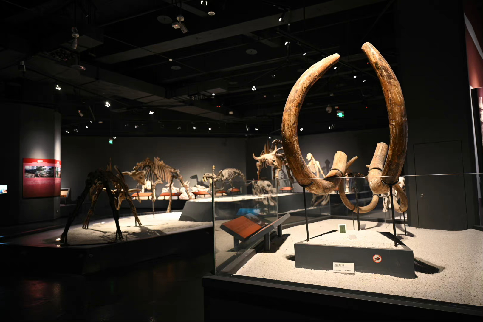 重庆自然博物馆的恐龙厅和进化厅做得很不错