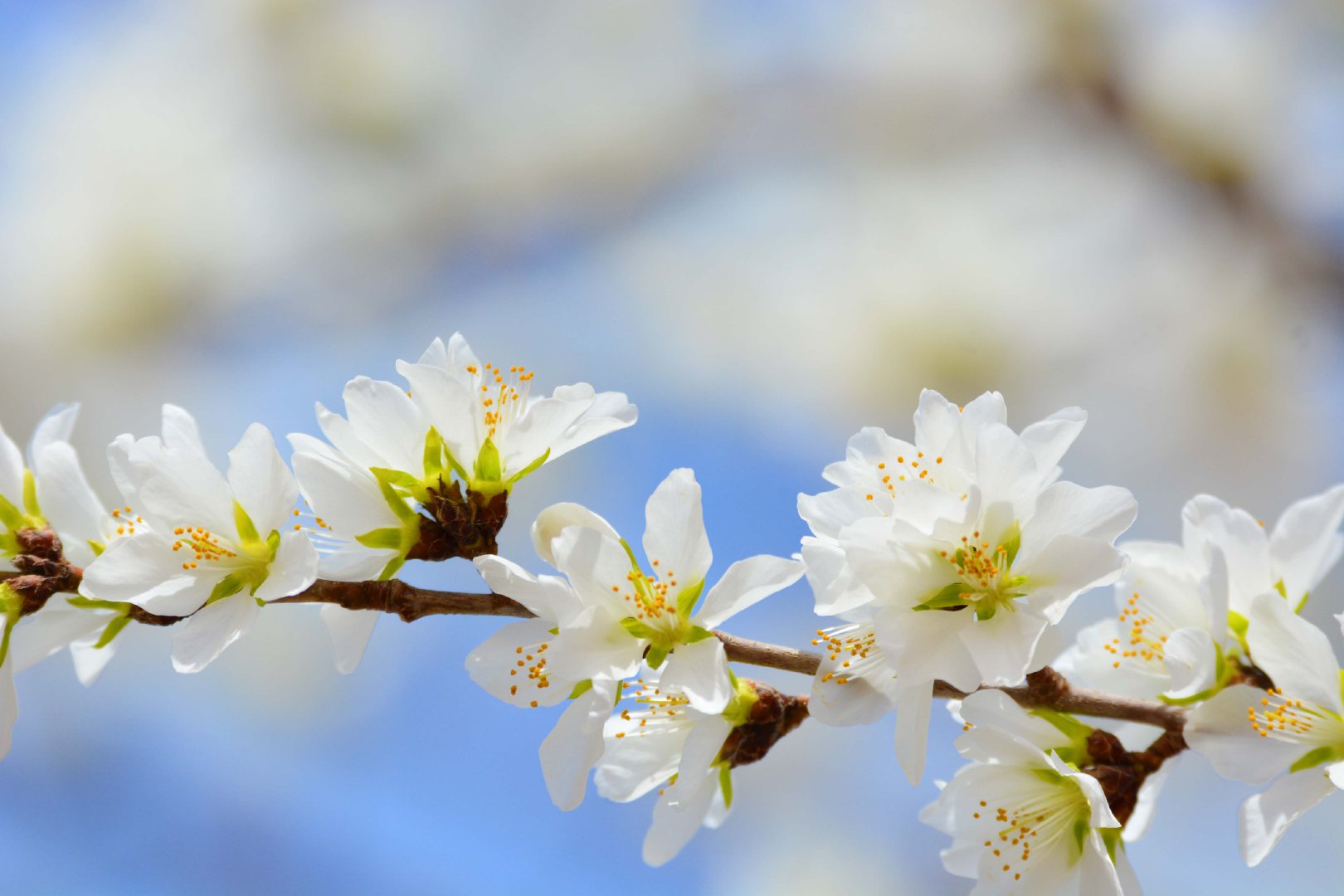 白色山桃花,原创拍摄__财经头条