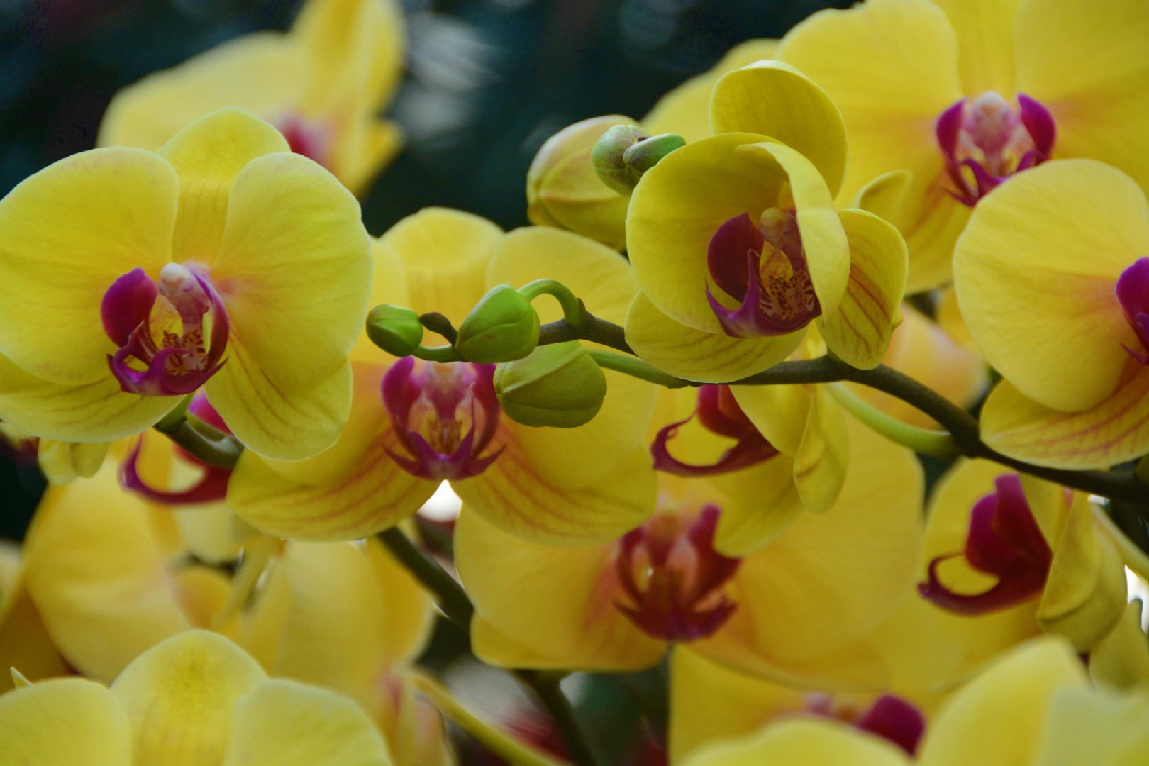 各式各样蝴蝶兰,原创拍摄|蝴蝶兰|原创|拍摄_新浪新闻