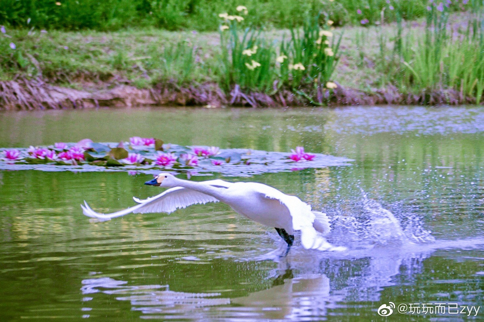 南京燕雀湖的睡莲开了,铺满了湖面,各种水鸟穿梭期间……__财经头条