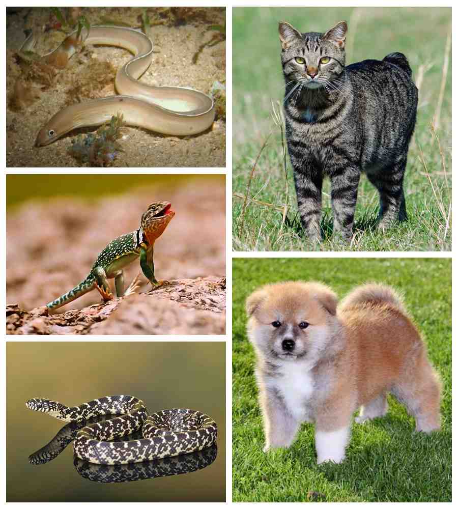 18世纪的大胃王有多能吃?法国大胃王金字塔尖的神秘男人来了!休闲区蓝鸢梦想 - Www.slyday.coM 18世纪的大胃王有多能吃?法国大胃王金字塔尖的神秘男人来了!休闲区蓝鸢梦想 - Www.slyday.coM