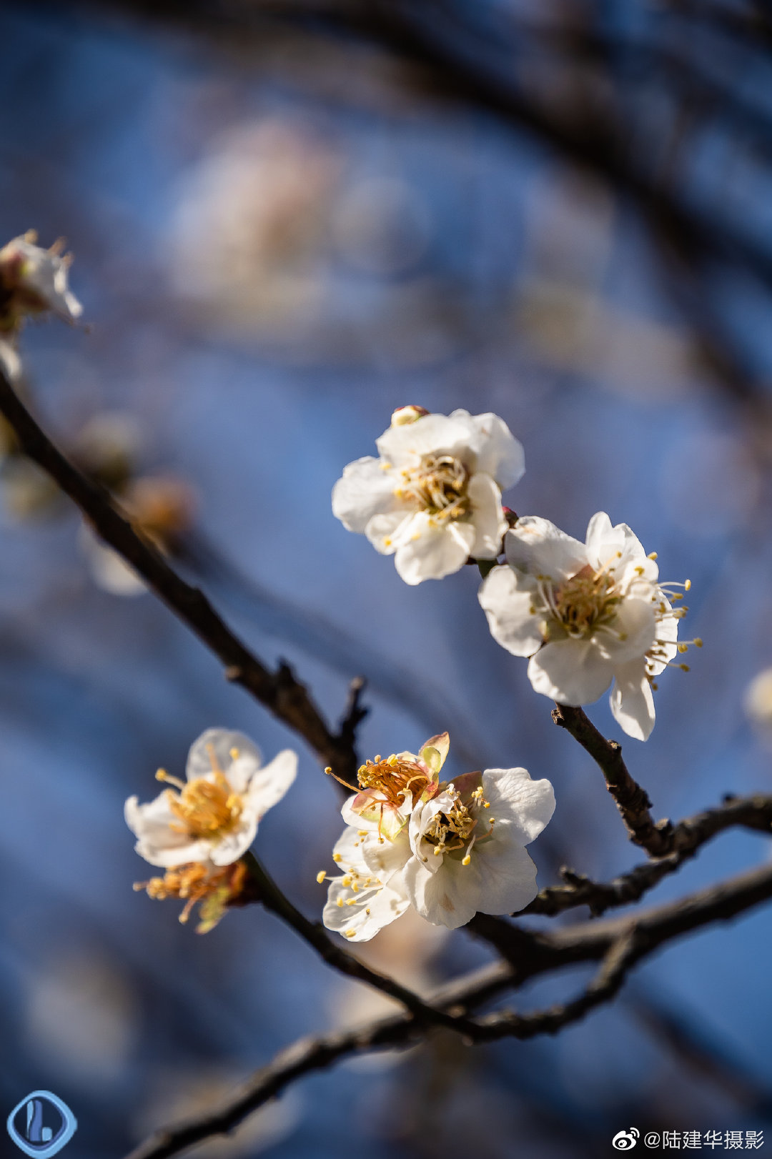 【携程攻略】武汉东湖梅园景点,梅须逊雪三分白，雪却输梅一段香。在黄鹤楼看到几株梅花，就让从未看…