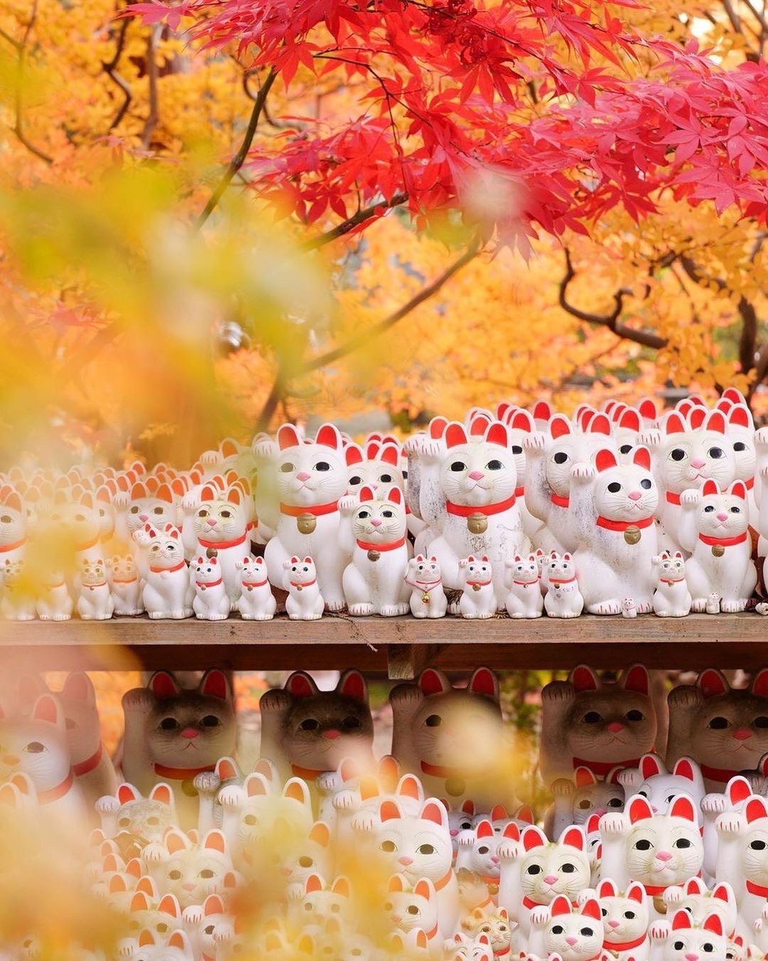 转发这群豪德寺的招财猫,2021年财到你家～ 一起暴富_高清图集_新浪网