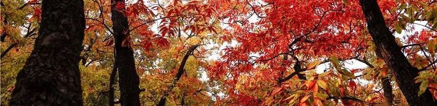 现在去正好!普照寺旁的橡树林,林染红妆美如画!关键是免费!休闲区蓝鸢梦想 - Www.slyday.coM 现在去正好!普照寺旁的橡树林,林染红妆美如画!关键是免费!休闲区蓝鸢梦想 - Www.slyday.coM