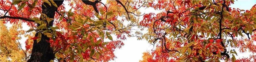 现在去正好!普照寺旁的橡树林,林染红妆美如画!关键是免费!休闲区蓝鸢梦想 - Www.slyday.coM 现在去正好!普照寺旁的橡树林,林染红妆美如画!关键是免费!休闲区蓝鸢梦想 - Www.slyday.coM