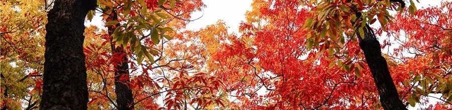 现在去正好!普照寺旁的橡树林,林染红妆美如画!关键是免费!休闲区蓝鸢梦想 - Www.slyday.coM 现在去正好!普照寺旁的橡树林,林染红妆美如画!关键是免费!休闲区蓝鸢梦想 - Www.slyday.coM