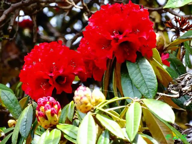 大理苍山大树杜鹃花开美的不似人间