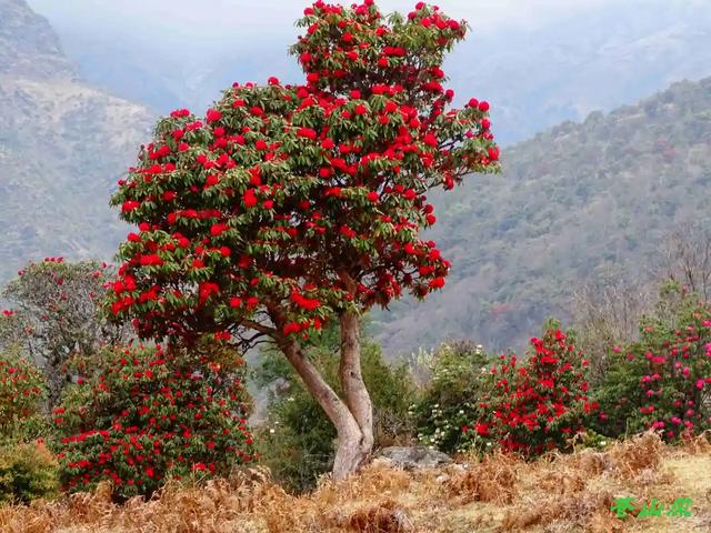 大理苍山大树杜鹃花开美的不似人间
