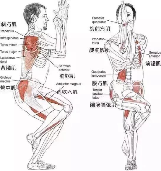 开髋不收髋,难怪胯部越来越宽|鸟王式|体式|胯部_新浪新闻