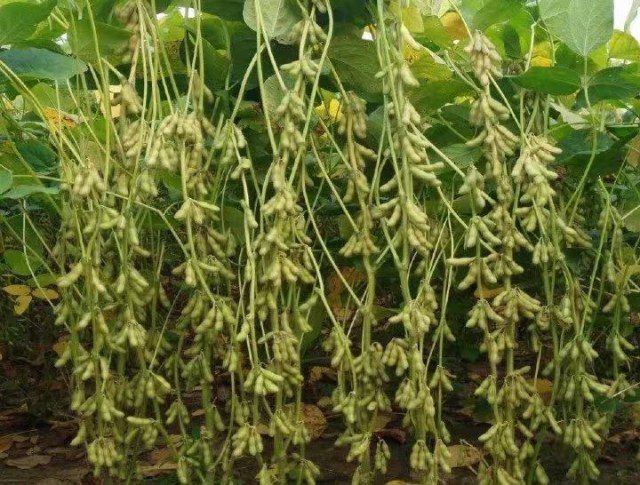 卢为国研究员带领省农科院大豆育种团队培育的大豆新品种——"郑1307"