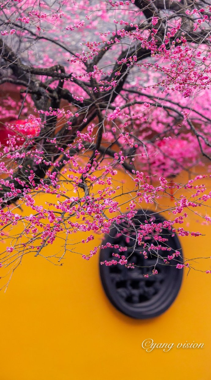 铁佛寺,古刹红梅花__财经头条