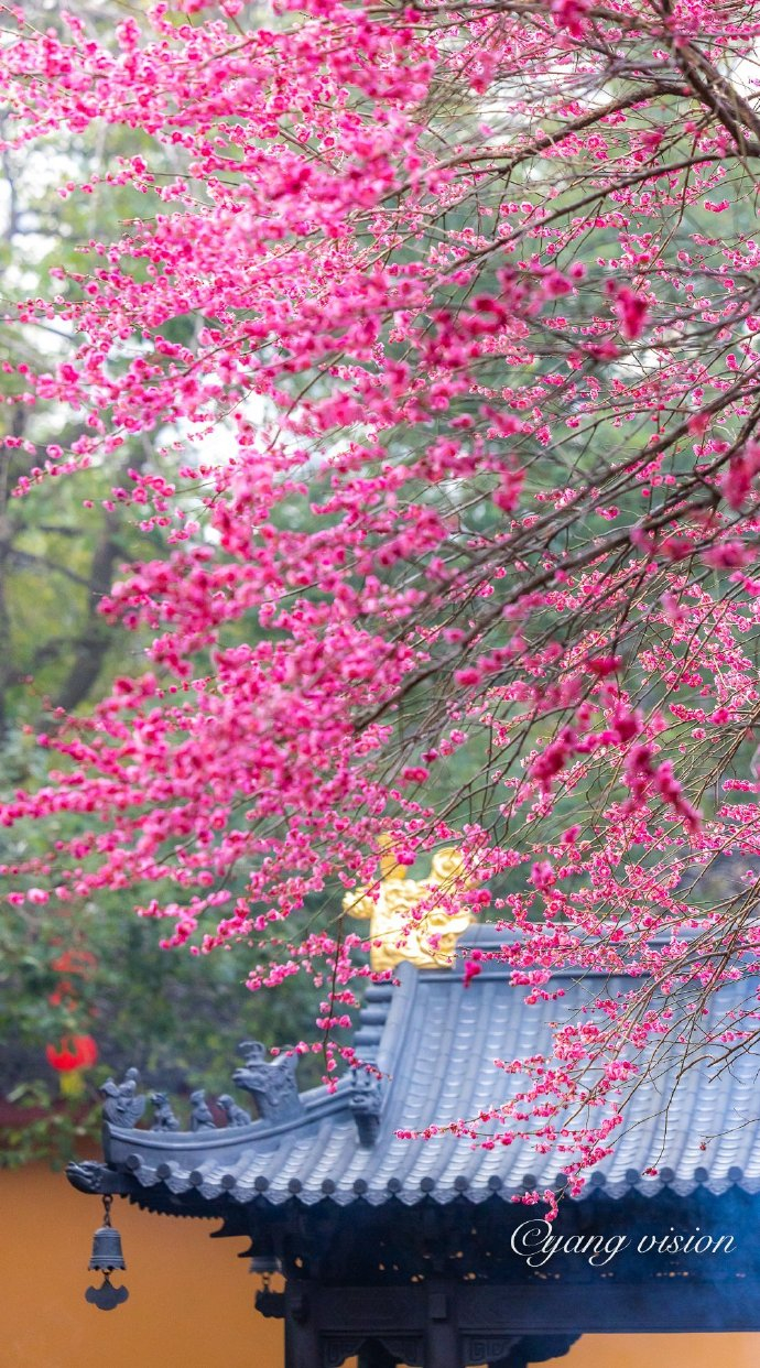 铁佛寺,古刹红梅花__财经头条