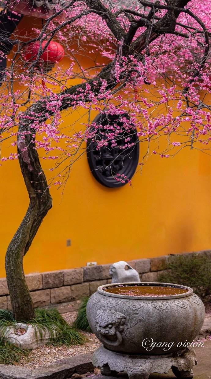 铁佛寺,古刹红梅花__财经头条