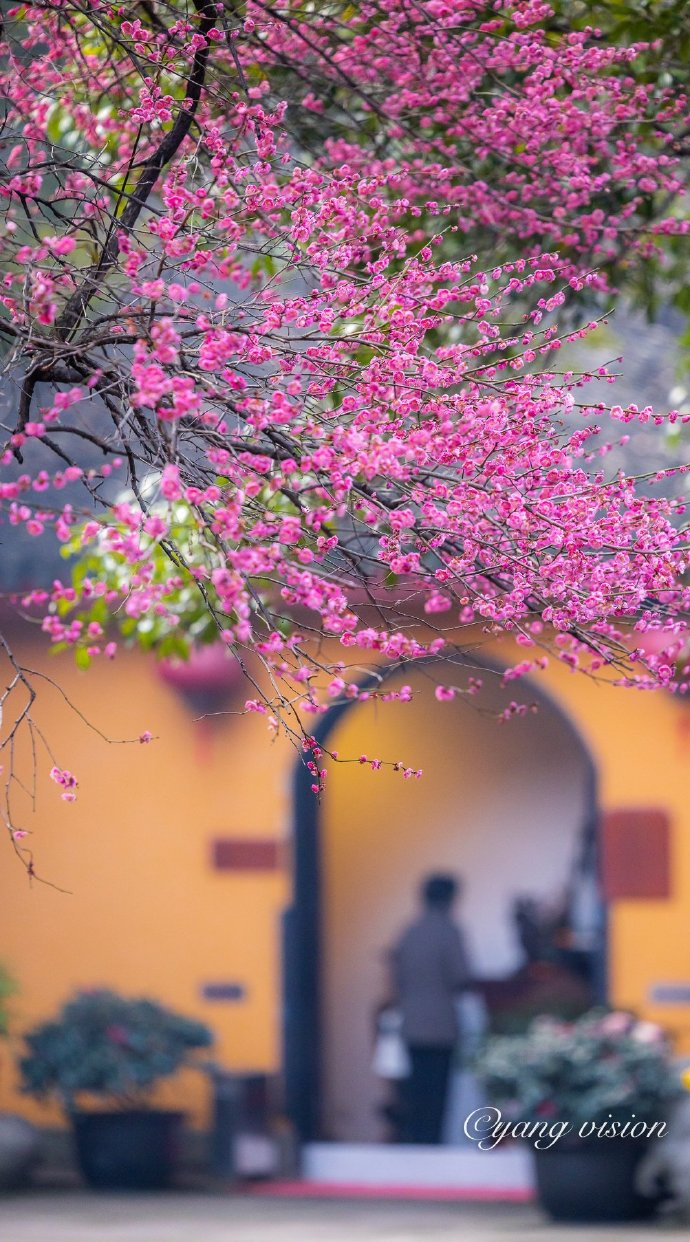 铁佛寺,古刹红梅花__财经头条