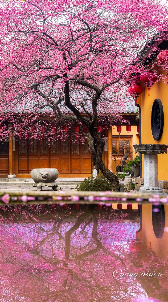 铁佛寺,古刹红梅花__财经头条
