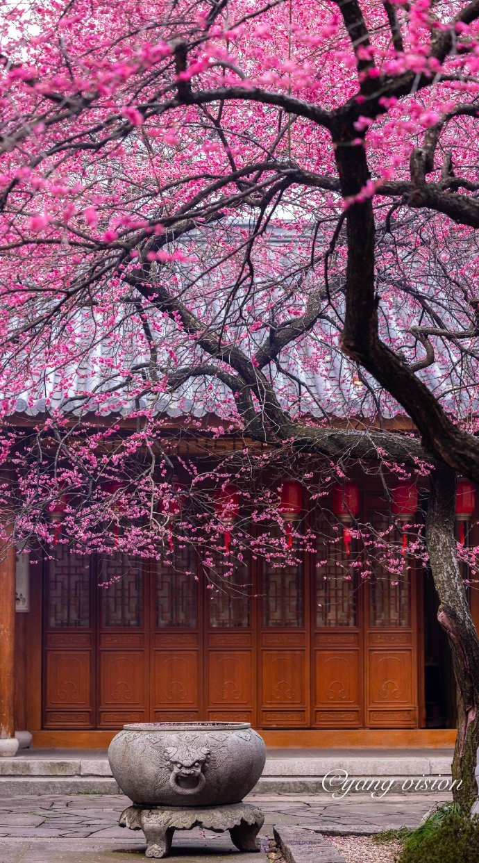 铁佛寺,古刹红梅花__财经头条