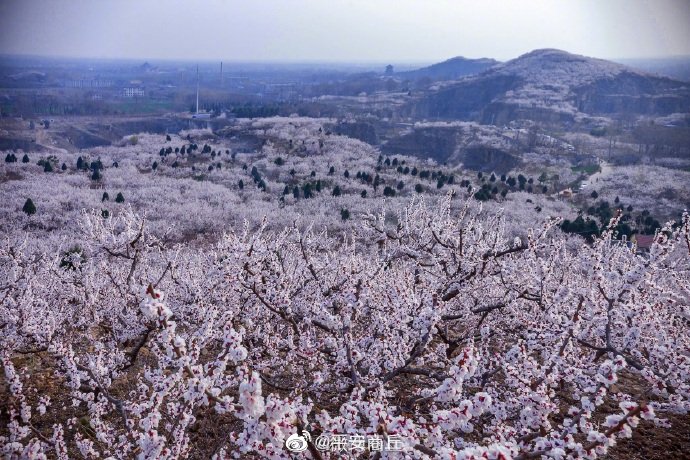 河南永城:芒砀山万亩杏花绽放春意浓