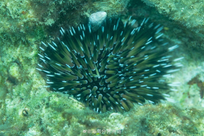 記述的、探索的、説明的研究 (それらの内容とその違い)