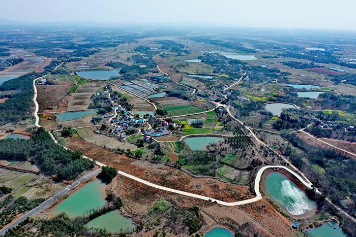 庐江县乐桥镇播种希望田迎来万千绿