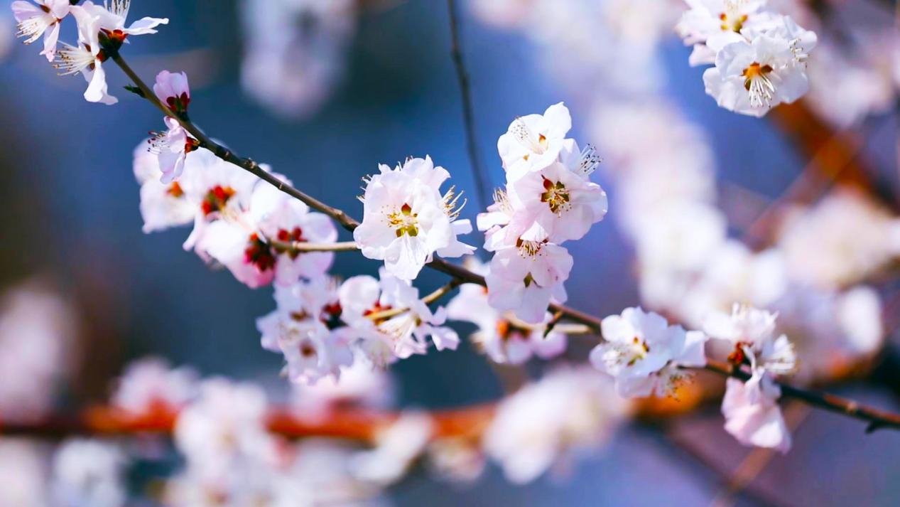 春暖花又开,便是人间好时节|时节|人间_新浪新闻