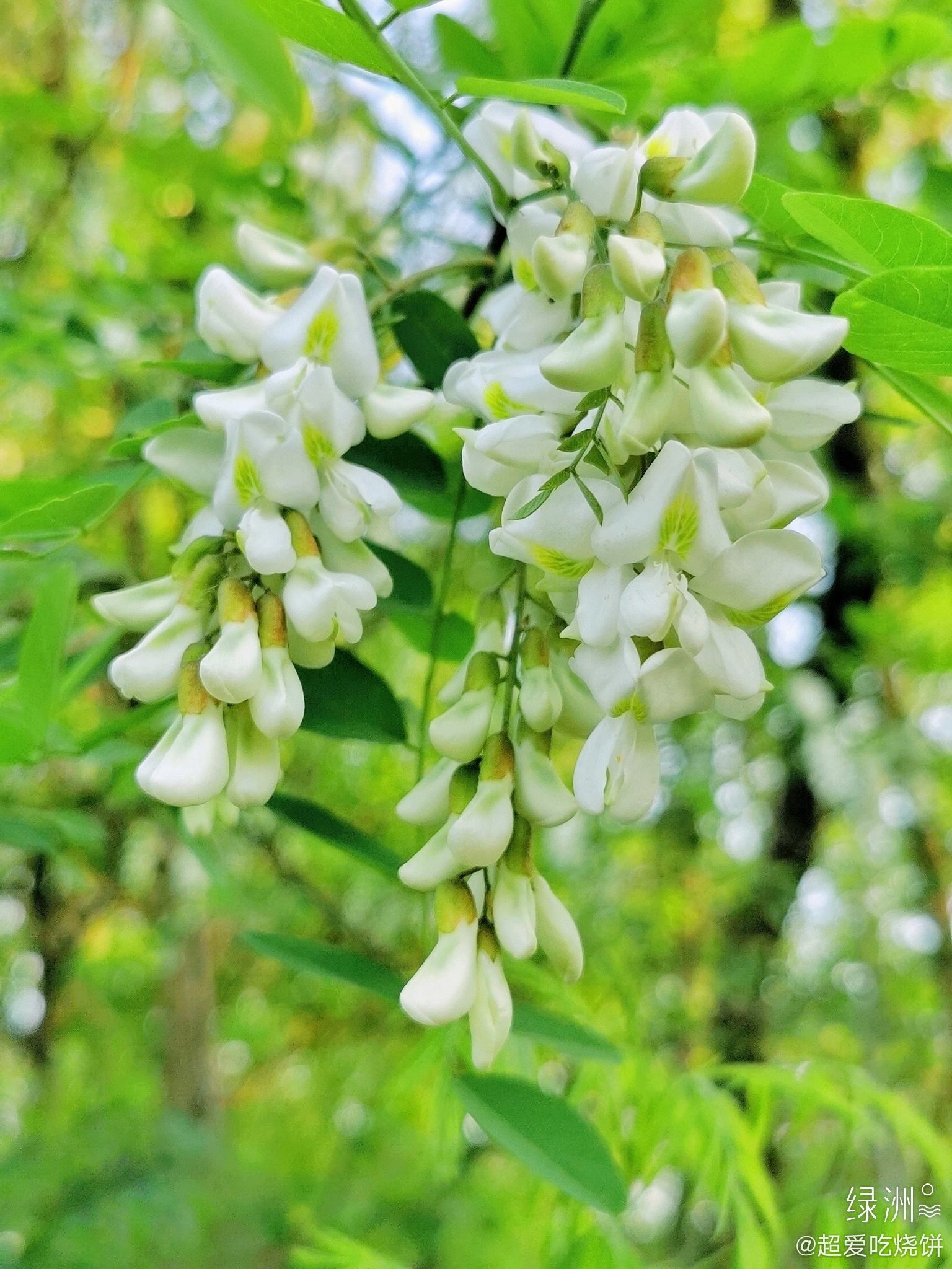 蒸洋槐花,家乡的味道_高清图集_新浪网