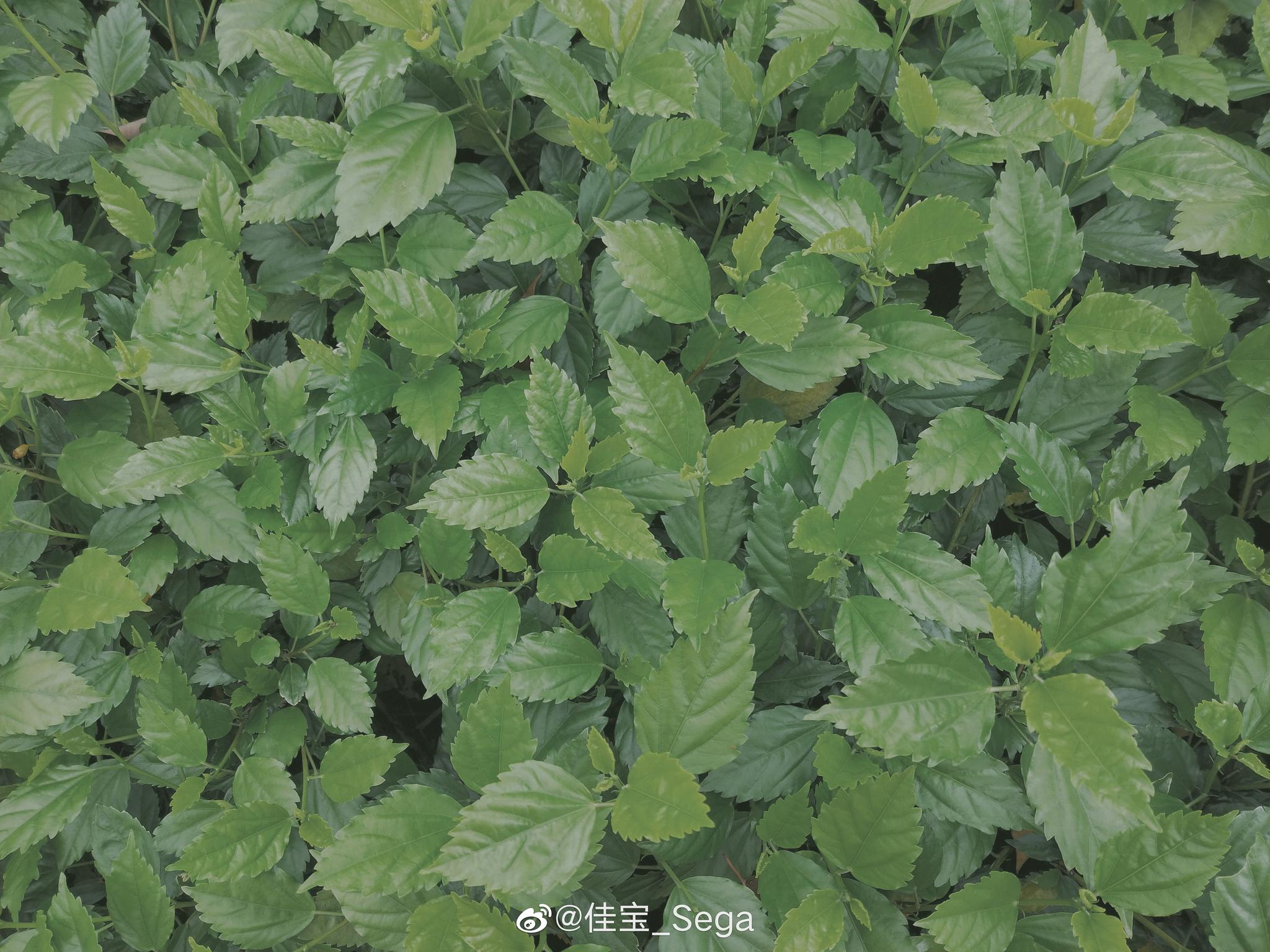 发享最近很喜欢的莫兰迪绿的调色__财经头条