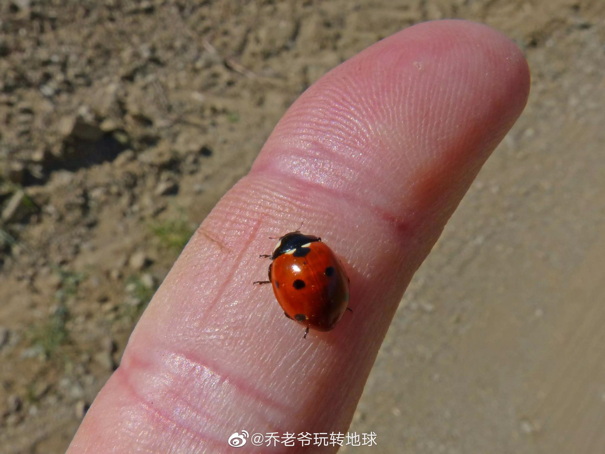 甲虫身体外部有硬壳,前翅是角质,厚而硬,后翅是膜质