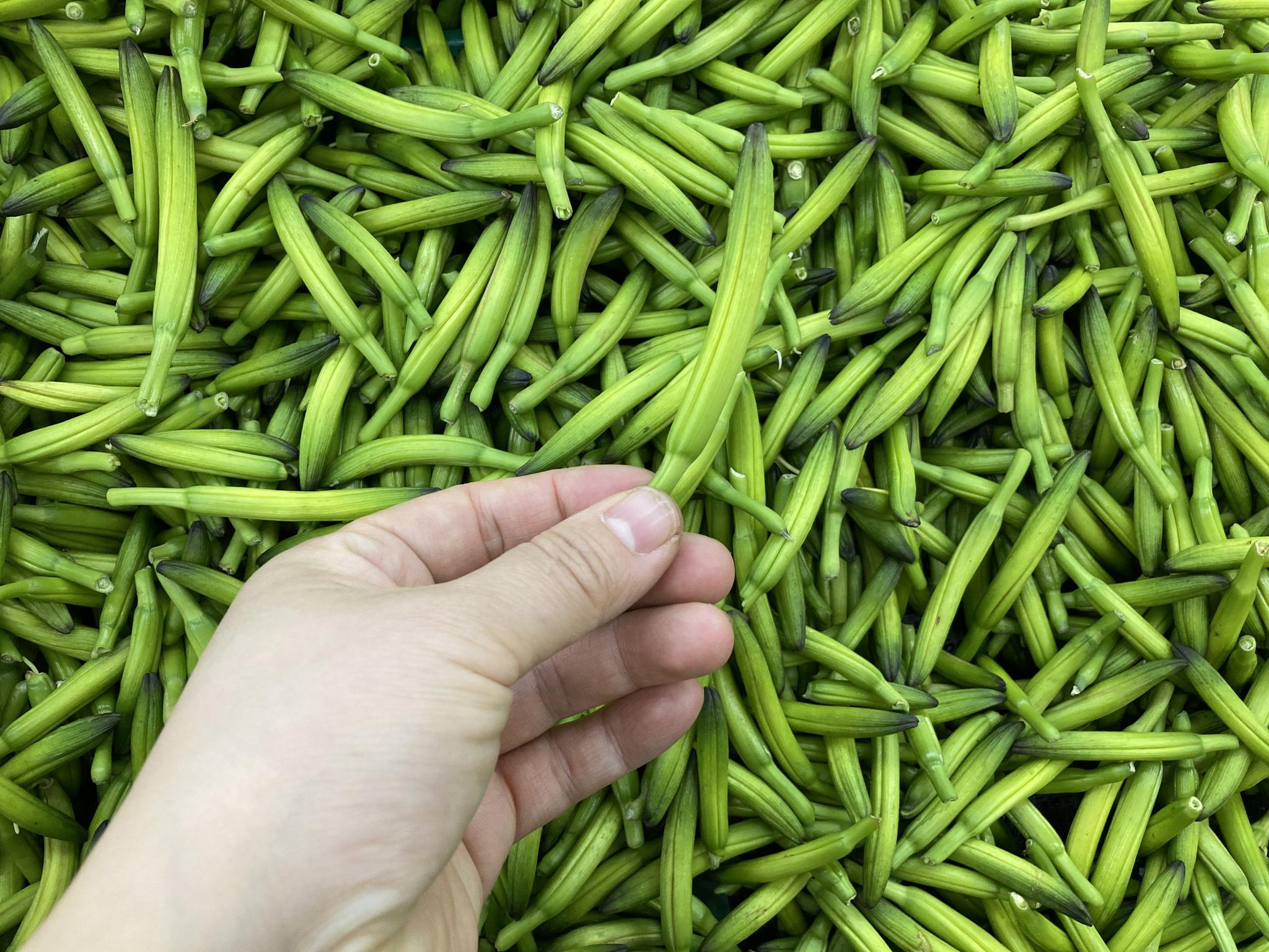 新鲜的黄花菜中含有一种叫秋水仙碱,也就是被称为水仙素的毒素.