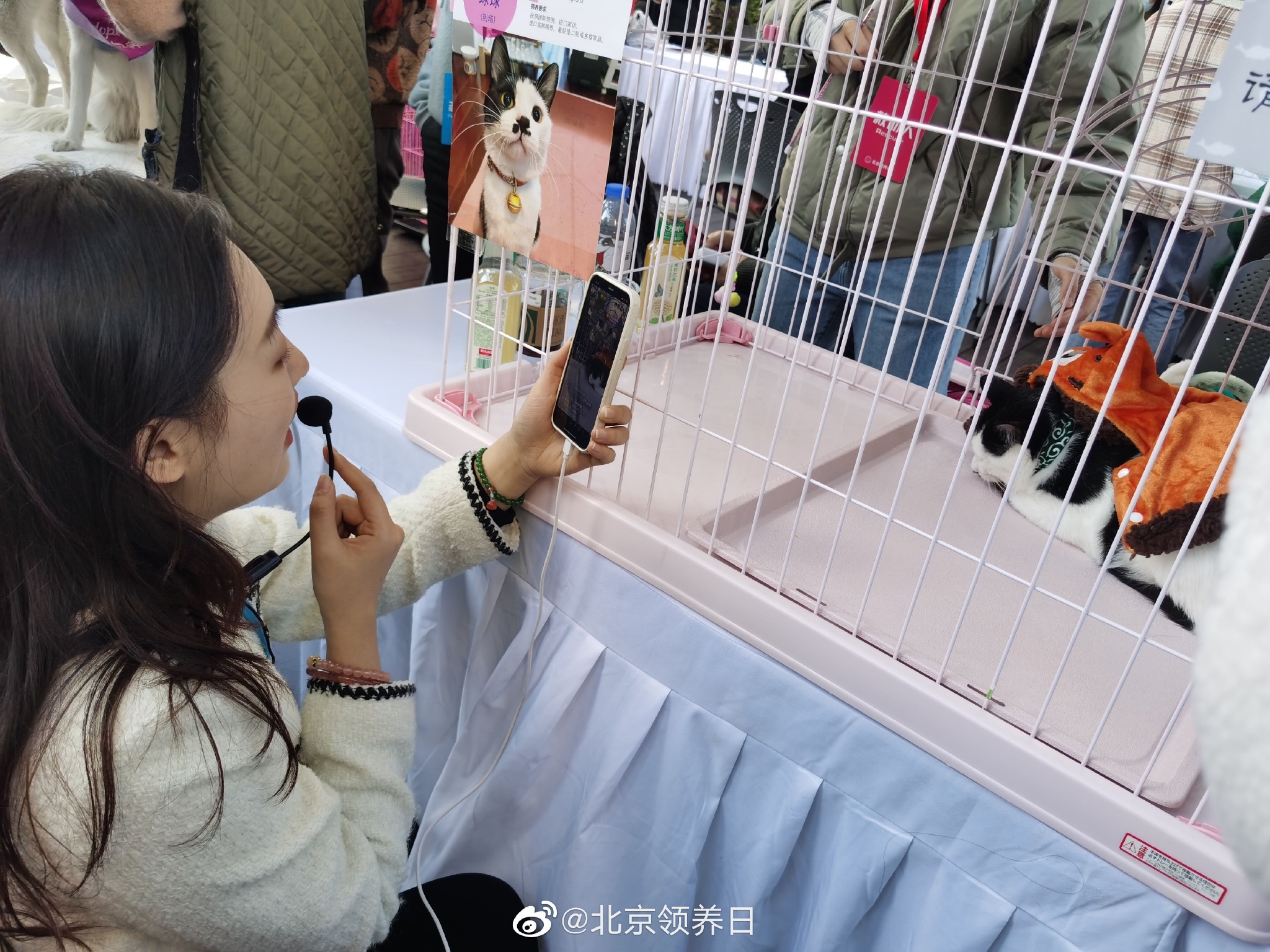 线下领养活动正在进行时……