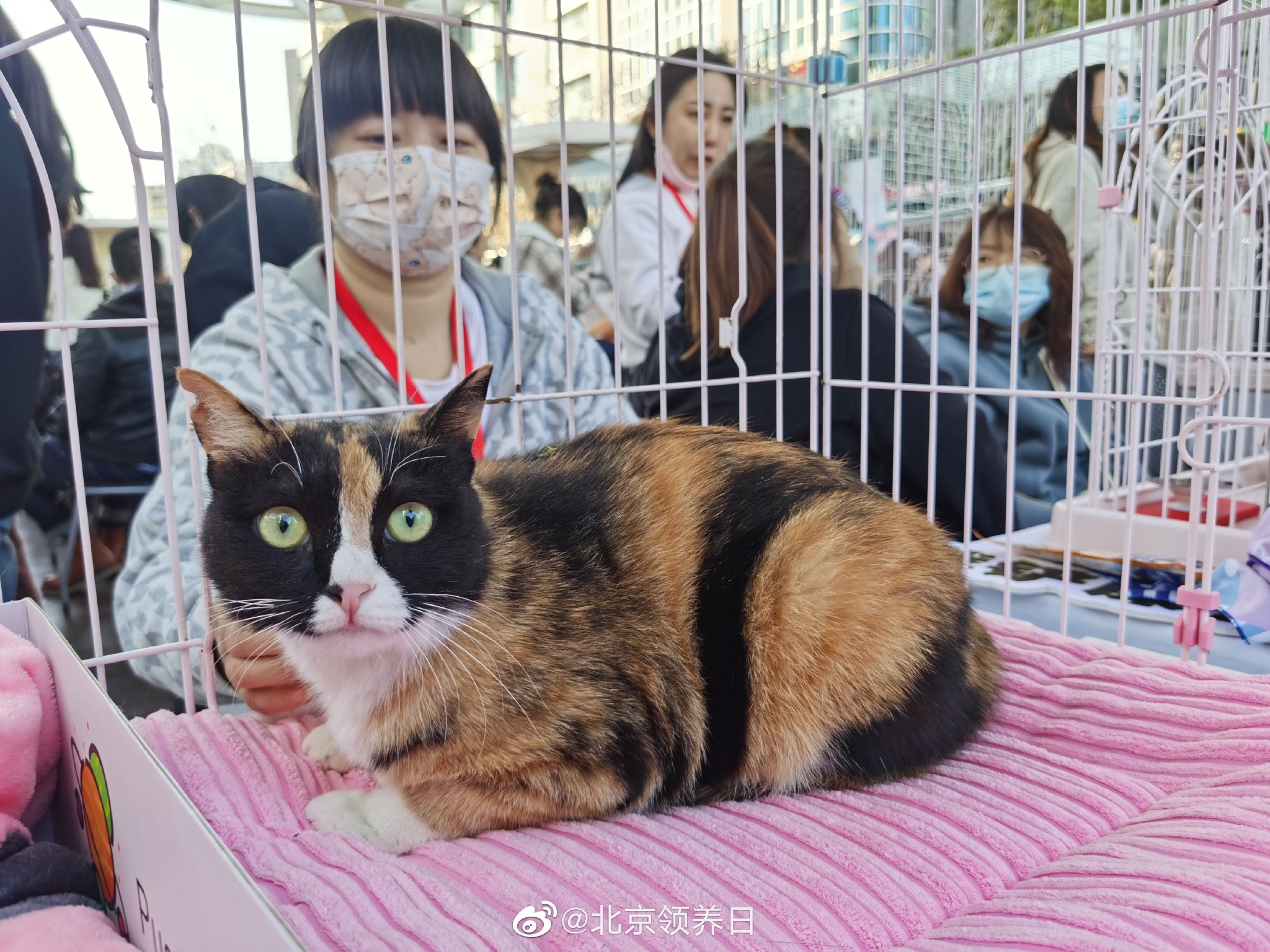 线下领养活动正在进行时……