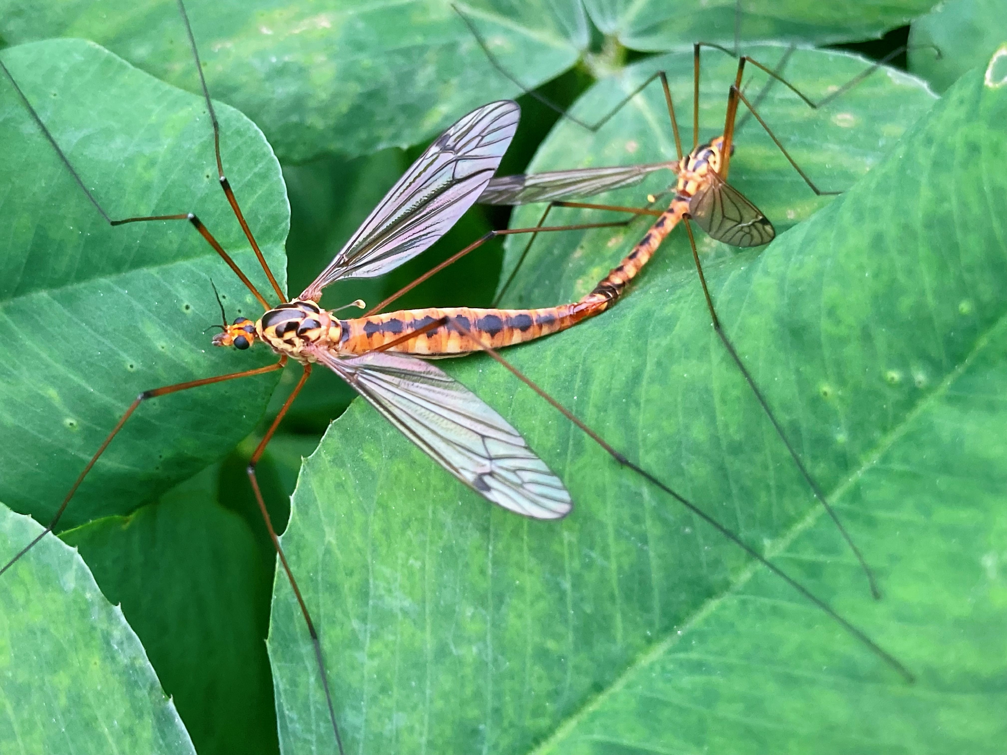 大蚊tipulidae_高清图集_新浪网