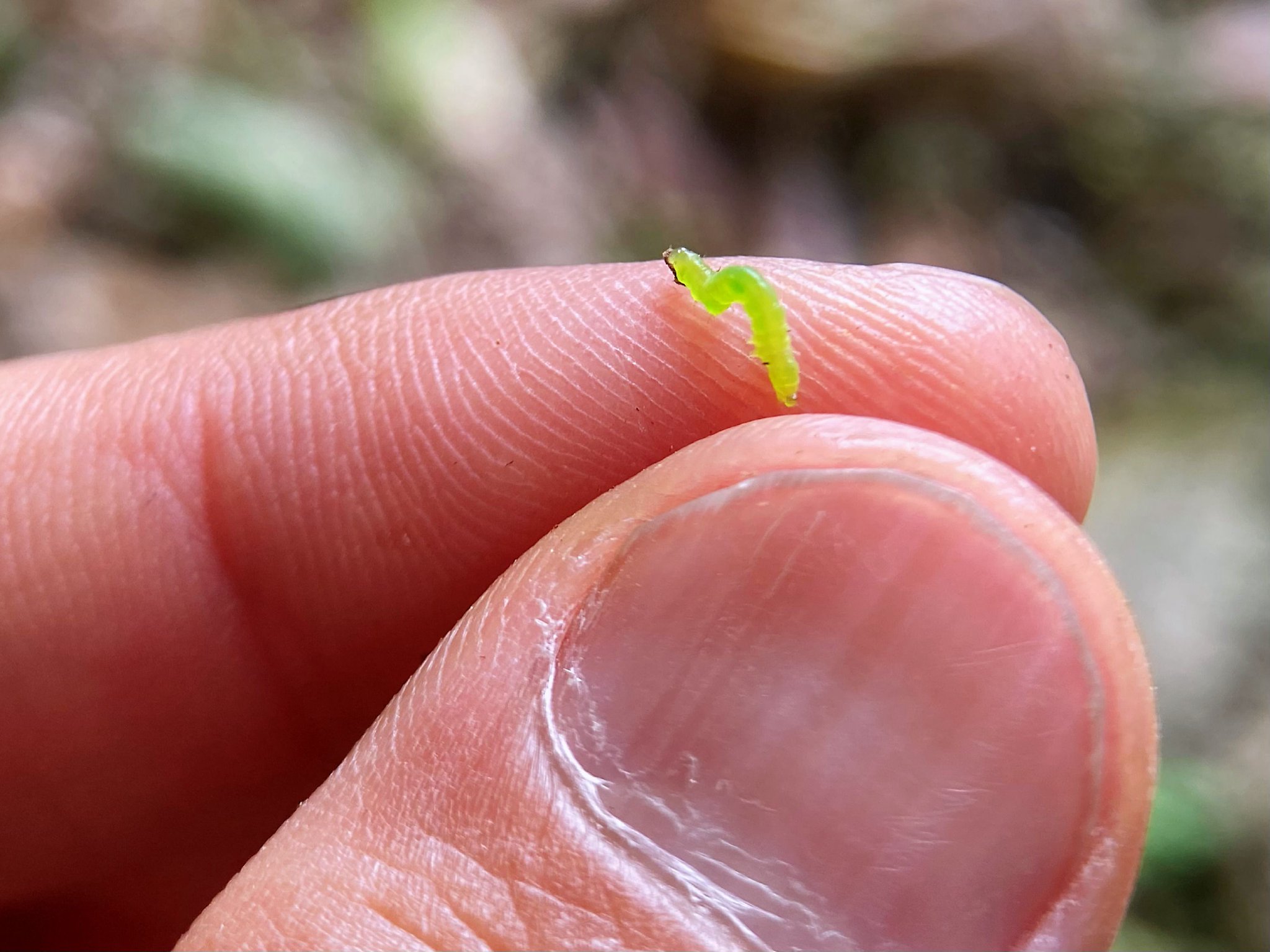 翡翠色小尺蠖,也是枚小吃货_高清图集_新浪网