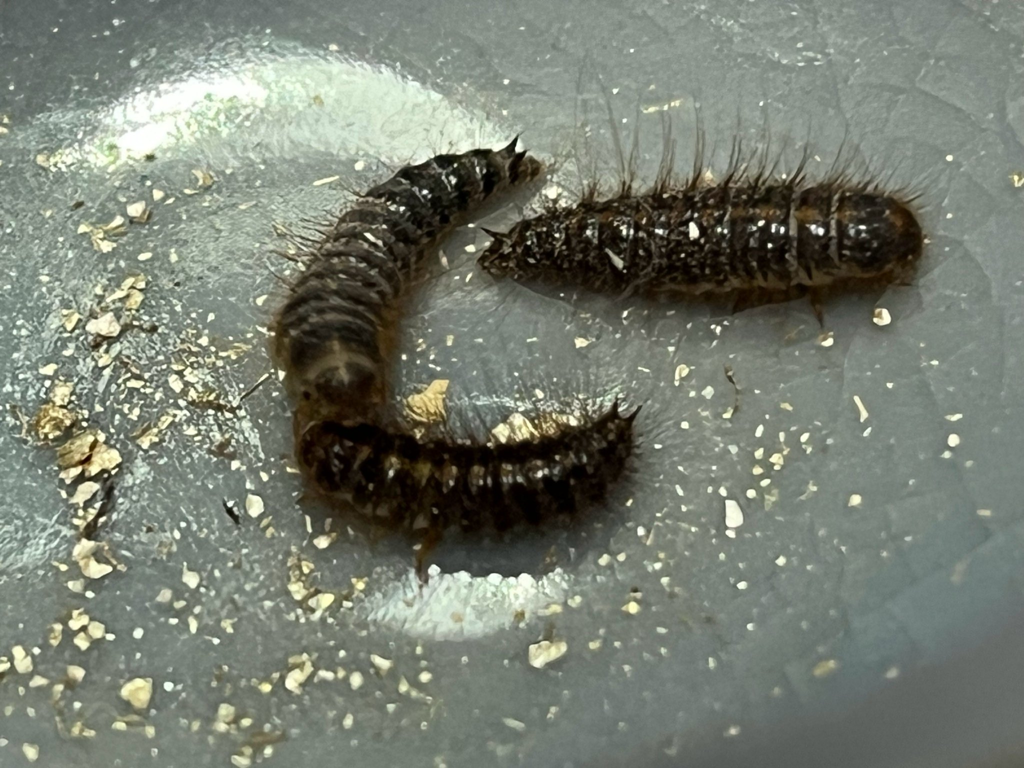 皮蠹虫!能把董卓啃成赵飞燕的超级物种