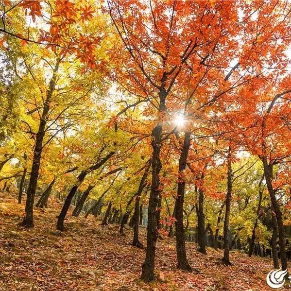 现在去正好!普照寺旁的橡树林,林染红妆美如画!关键是免费!休闲区蓝鸢梦想 - Www.slyday.coM 现在去正好!普照寺旁的橡树林,林染红妆美如画!关键是免费!休闲区蓝鸢梦想 - Www.slyday.coM