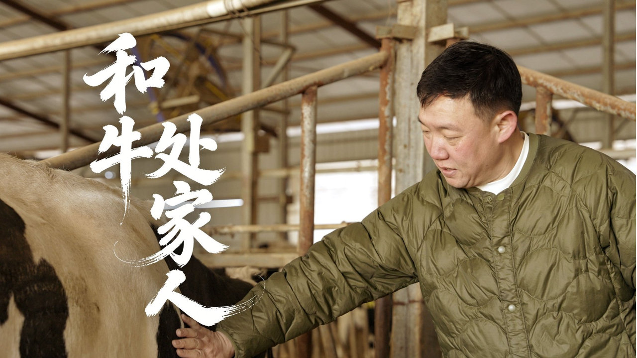 养牛人付冰：在中国好牧场孕育世界级好奶|内蒙古自治区|赤峰市|赤峰|奶牛|伊利_新浪新闻