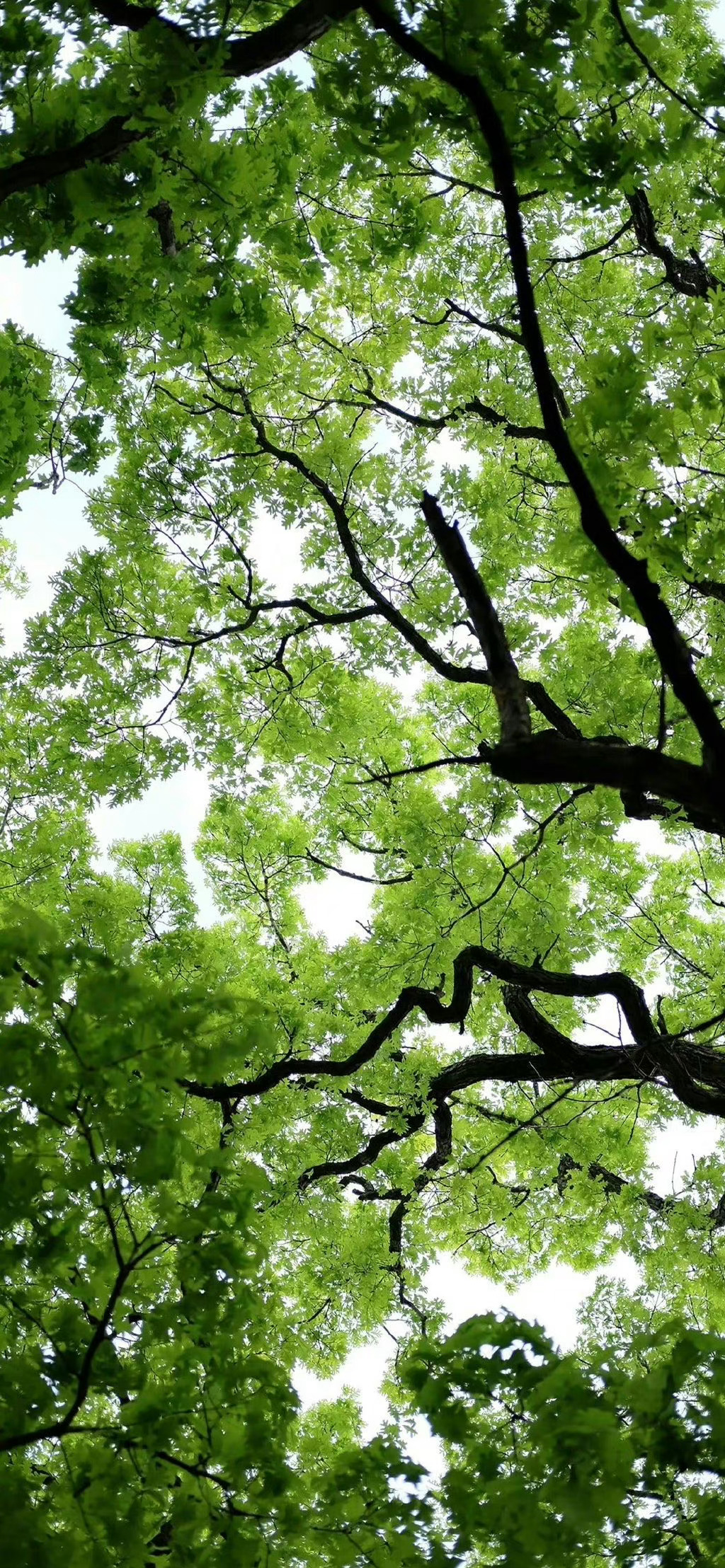 治愈系树叶壁纸背景图