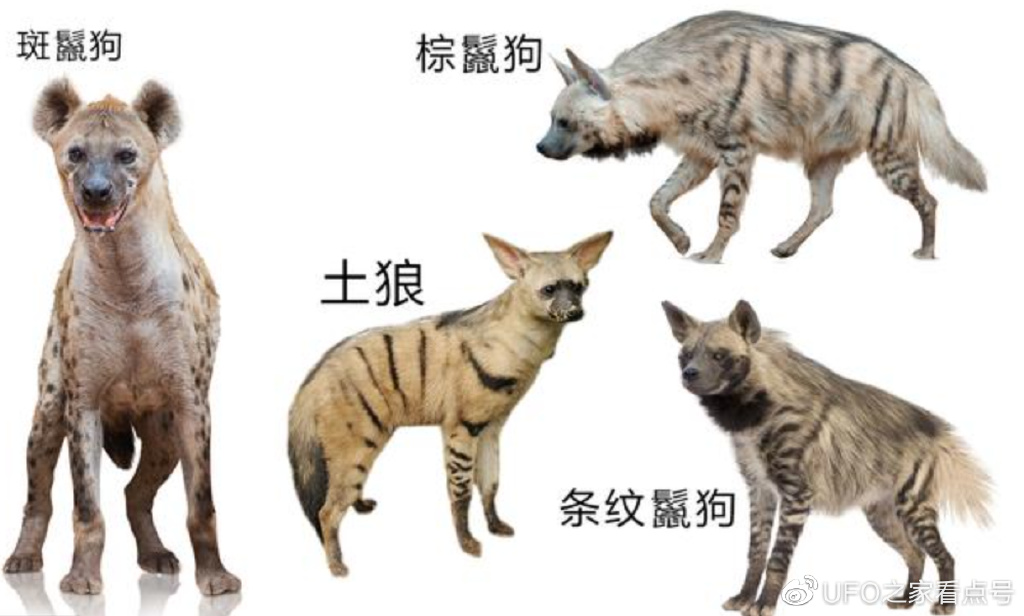 鬣狗不是犬科,它也爱干净,其实关于鬣狗的不少传闻都不是真的