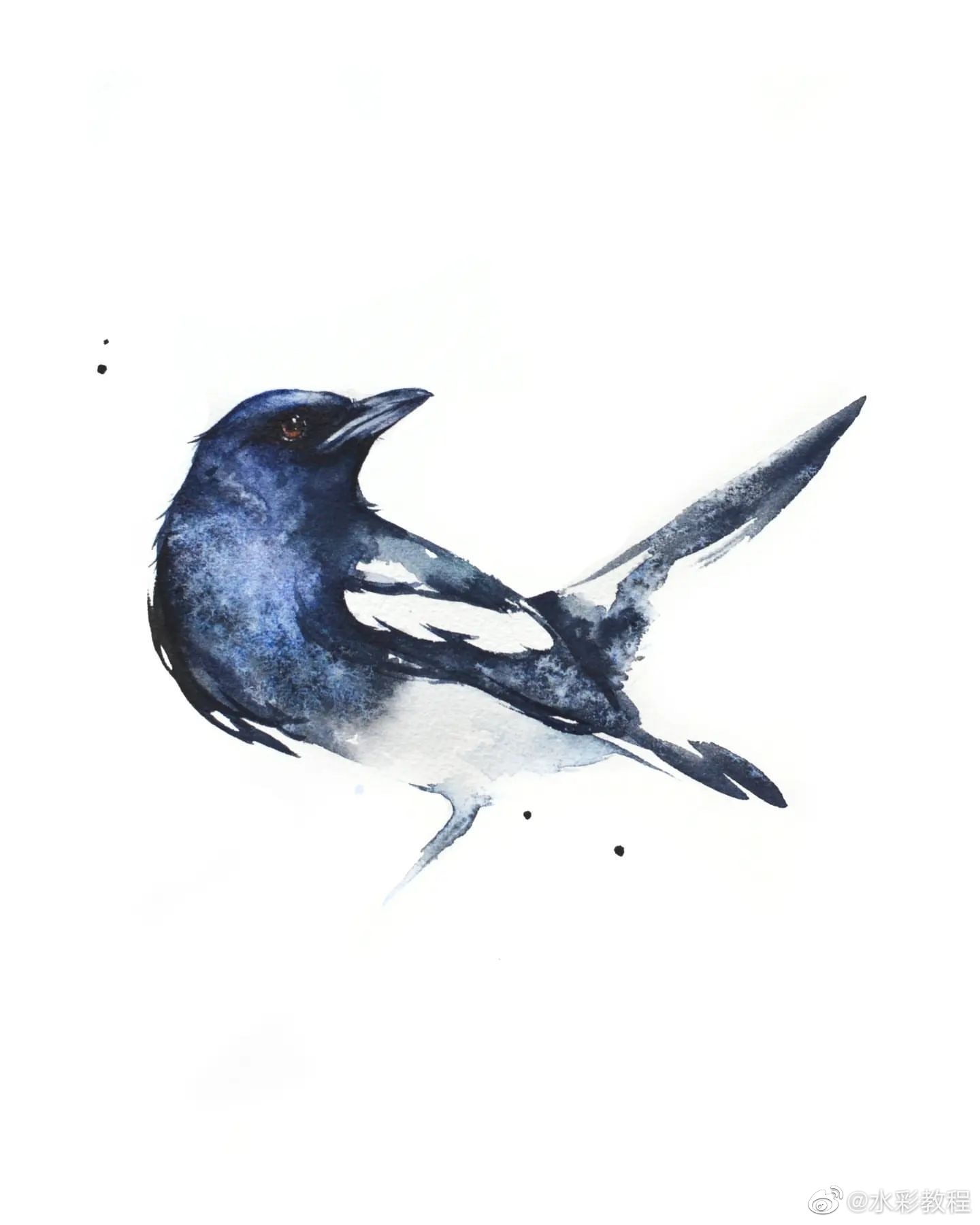 水彩鸟类作品分享